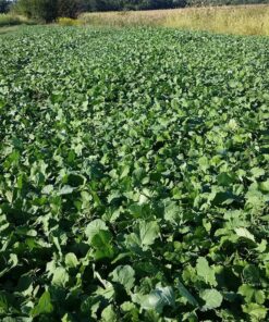 Antler King Honey Hole Mix 27 91BIWRSzavL