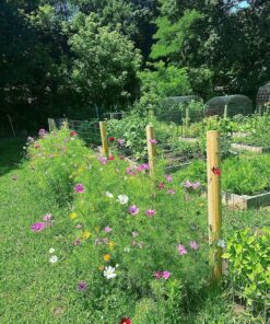 Cosmos Seeds Wildflower Mixture - Bulk 1 Ounce Packet - Over 5,000 Seeds - Pink, Yellow, Orange, Red, Purple and White Mixed Species! 1 Ounce Pouch 38 91BLsus RTL