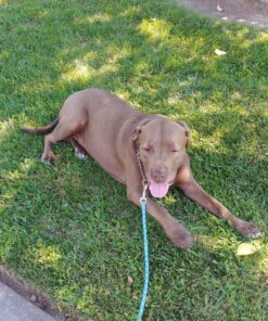 Highwave AutoDogMug Dog Water Bottle BPA-Free Portable Dog Water Bottle | Leak-Proof Portable Dog Water Bottle for Hiking and Traveling | Dish-Washer Safe, 20 oz Smoke 35 91BSk8CocfL