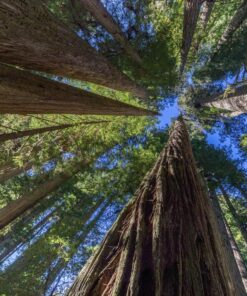 Rokinon FE14M-E 14mm F2.8 Ultra Wide Lens for Sony E-mount and Fixed Lens for Other Cameras 56 91BUBLkX2NL