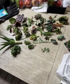 FATPLANTS 10 Living Succulent Cuttings 48 91BgZCTkEZL