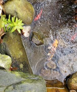 Aquascape 75000 Pond Air 2 (Double Outlet Aeration Kit) 2-Outlet 65 91BqynYrpEL