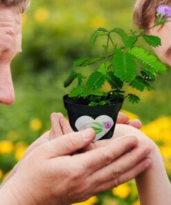 TickleMe Plant Birthday or Father's Day Gift - Indoor Gardening Kit - Dad Will Love Watching The Leaves Close When Tickled! for The Dad That Has Everything. 7 91BrYZ7T L