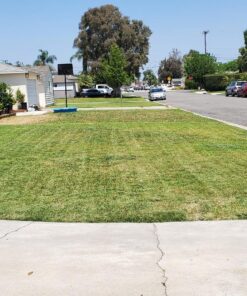 Scotts Turf Builder Grass Seed Bermudagrass, Mix for Full Sun, Built to Stand Up to Heat & Drought, 5 lbs. 5 lb. 84 91Bs3amqyL