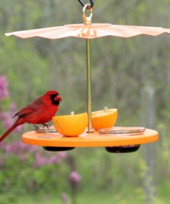 Kettle Moraine Super Oriole Recycled Orange Fruit, Jelly, Mealworm Bird Feeder w/Orange Roof 29 91C7h6yUqnL