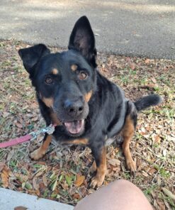 Nutramax Laboratories Crananidin Cranberry Extract Urinary Tract Health Supplement for Dogs, 75 Chewable Tablets 75 Count 33 91CDqKC52L