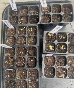 Wildflower Seeds Butterfly and Humming Bird Mix - Large 1 Ounce Packet 7,500+ Seeds - 23 Open Pollinated Annual and Perennial Species 1 Ounce Pouch 50 91CKATHTjYL