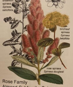 Botany in a Day: The Patterns Method of Plant Identification 20 91CN4oddrTL