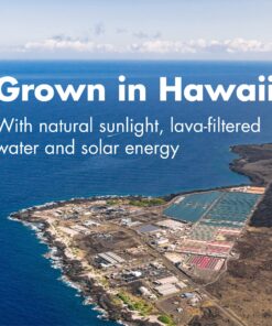 Nutrex Hawaii, Pure Hawaiian Spirulina 500 mg, Vegan, Supports Immune System, Heart, Cells and Energy, 400 Tablets 400 Count (Pack of 1) 18 91CYB86P0L 1
