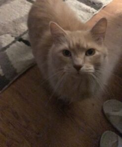 Chi-buy The Latest Update Metal Cat Litter Scoop POLISHING Blue Handle,Aluminum Alloy with TABS/Round Teeth Pet Kitty Litter Scooper 31 91CbKN11MYL