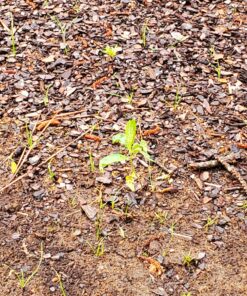 Seed Needs, Swamp Milkweed Seed Packet Collection (2 Varieties of Asclepias for Planting and Attracting Monarch Butterflies) Heirloom, Untreated & Open Pollinated 38 91CdmuOaJaL