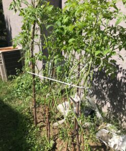 Burpee Super Sweet 100' Hybrid Cherry Tomato, 50 Seeds 32 91Cf7ASB1IL