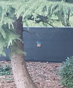 Ogrmar Hanging Gazebo Wild Bird Feeder -Perfect for Garden Decoration and Bird Watching for Bird Lover and Kids (Green) 28 91Cowe rOzL