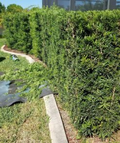 EGO Power+ HT2400 24-Inch 56-Volt Lithium-ion Cordless Hedge Trimmer - Battery and Charger Not Included Green 24in Trimmer NO BATTERY/CHARGER 25 91D JFhHXuL