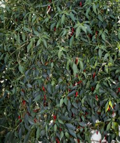 General Hydroponics MaxiGro Plant Food For Vigorous Growth, 2.2 lb 52 91D26F3jcLL