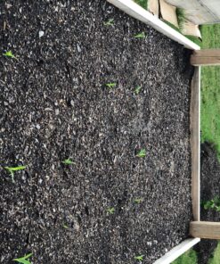 Seed Needs, 230+ Peaches & Cream Sweet Corn Seeds (Zea mays) Untreated and Non-GMO Bulk 36 91D3 puDnL