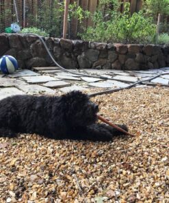 Best Bully Sticks 12 Inch All-Natural Odor Free Bully Sticks for Dogs - 12” Fully Digestible, 100% Grass-Fed Beef, Grain and Rawhide Free | 12 Pack 12" (12 Pack) 38 91D9yAN6q9L