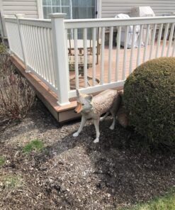 Flambeau Outdoors 5985MS-1 Lone Howler Coyote Decoy, One Size 33 91DCWxlkTIL