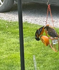 Songbird Essentials Bird Berry Jelly 20 Oz Purple 19 91DObOZA4aL