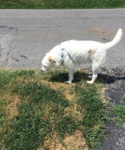 Purina Pro Plan Senior Dog Food With Probiotics for Dogs, Bright Mind 7+ Chicken & Rice Formula - 16 lb. Bag 16.00 Pound (Pack of 1) 37 91DQi3TDpML 1