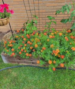 French Marigold Sparky Mix Seeds, Over 5,000 Seeds by Seeds2Go 22 91DZ2KWaRZL