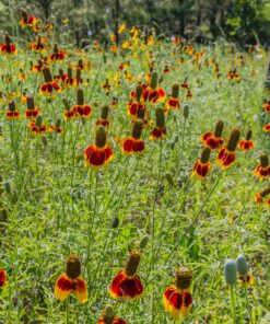 Outsidepride Ratibida Mexican Hat Wild Flower Attractant & Pollinator for Bees & Butterflies - 5000 Seeds 12 91DZEixT6NL