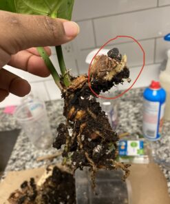 Plant Revolution PRPSGW01 Premium White Mycorrhizae, 1 oz, 1 Ounce, Gray 38 91Dav6j8T7L