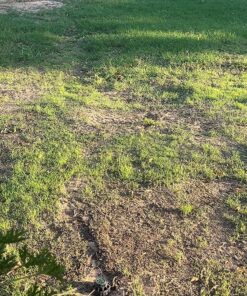 Scotts Turf Builder Grass Seed Bermudagrass, Mix for Full Sun, Built to Stand Up to Heat & Drought, 5 lbs. 5 lb. 66 91DcrEzDd5L