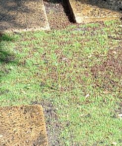 Scotts Turf Builder Grass Seed Bermudagrass, Mix for Full Sun, Built to Stand Up to Heat & Drought, 5 lbs. 5 lb. 62 91Dnq 6jr7L