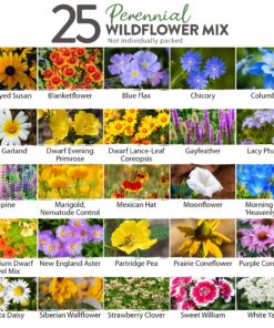 90,000 Wildflower Seeds - 3oz Pure Wild Flower Seed Pack - 25 Variety - Perennial Flower Seeds for Attracting Birds & Butterflies - Open Pollinated, Flower Garden Seeds for Planting Outdoors Perennial (3oz) 35 91E0fmSBiwL