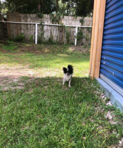 GREENIES Original TEENIE Natural Dental Care Dog Treats, 12 oz. Pack (43 Treats) Unflavored 43 Count (Pack of 1) 38 91EDs6XxA1L