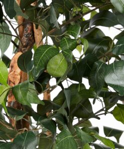 Nearly Natural 6ft. Ficus Artificial Trees, 72in, Green 72 in 28 91EHxInhEbL