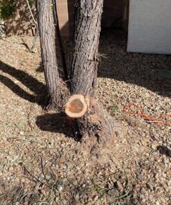 Sun Joe SWJ800E 8-Inch 6.5-Amp Telescoping Electric Pole Chain Saw with Automatic Chain Lubrication System Pole Saw 8-Inch Bar/Chain 8.7' Max. Extension 44 91EIiaZvU0L