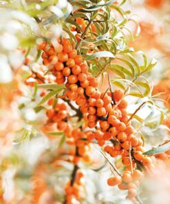 Weleda Hydrating Sea Buckthorn Body Wash, 6.8 Fluid Ounce, Gentle Plant Rich Cleanser with Sea Buckthorn and Sesame Oils 11 91EXku5yOL