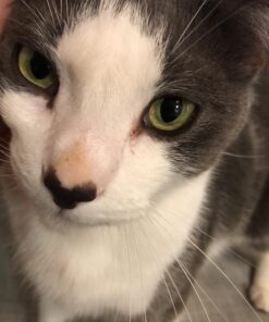 Solid Gold SeaMeal Multivitamin for Cats & Dogs - Kelp Powder Cat & Dog Supplement - Omega 3 & Digestive Enzymes for Skin & Coat, Gut + Immune Support - 1 LB 48 91EatYvLNSL 1