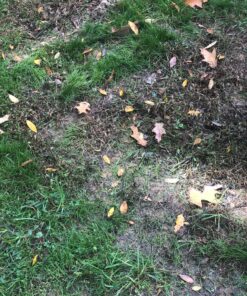 Scotts Turf Builder WinterGuard Fall Weed & Feed3, Weed Killer Plus Fall Fertilizer, 5,000 sq. ft., 14.29 lbs. 5,000 sq. ft. 35 91Ed06wFdAL