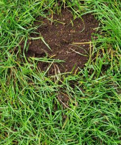 Scotts EZ Seed Dog Spot Repair Sun and Shade - 2 Lb., Mulch, Seed and Soil Amendment with Protectant and Tackifier, Repairs Pet Spots 2 lb. 1 Pack 57 91ExViXlMvL
