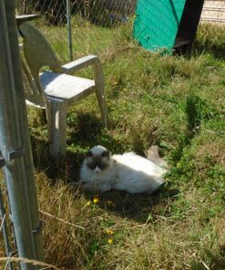 BLACK+DECKER String Trimmer with Auto Feed, Electric, 6.5-Amp, 14-Inch (BESTA510) 34 91FOhZCz9TL