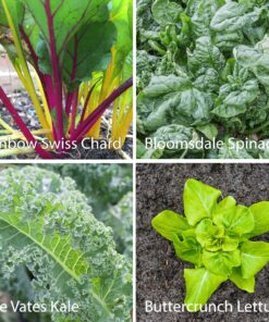 7 Varieties of Leafy Power Green Organic Seeds, Non-GMO Seeds for Planting, Heirloom Seeds - Spinach Seeds, Arugula, Kale, Lolla Rossa Lettuce Seeds, Buttercrunch, Gourmet Mix Lettuce, Swiss Chard 35 91FS2Haq8xL