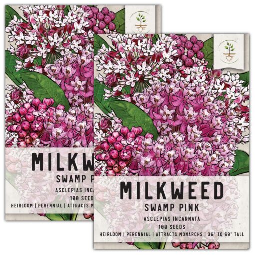 Seed Needs, Pink Swamp Milkweed Seeds for Planting (Asclepias incarnata) Heirloom, Open Pollinated & Untreated, Attracts Monarch Butterflies (2 Packs) 2 Packs (200 Seeds)