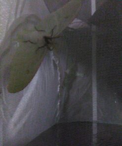 Trasfit Pop-up Insect and Butterfly Habitat Cage Terrarium - 24 Inches Tall 43 91FXoUqpRgL