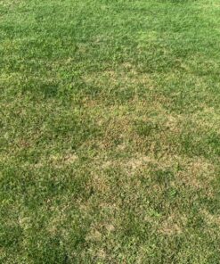 Select Source Quinclorac 75 Herbicide - 1 Pound (Drive 75, Quinstar) by 16 91Fb4I4ShIL