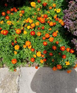 French Marigold Sparky Mix Seeds, Over 5,000 Seeds by Seeds2Go 32 91Fi4LUELQL