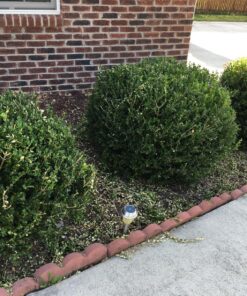 Greenworks 2.7 Amp 18" Corded Electric Hedge Trimmer 18" Corded Hedge Trimmer 29 91FidJWqBL