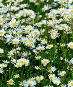 Outsidepride Perennial Roman Chamomile Evergreen Carpet Herb Garden Plants - 25000 Seeds 14 91FvA99N YL
