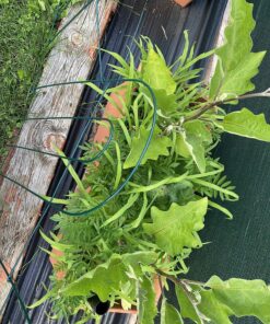 EZ Straw Seeding Mulch with Tack - Biodegradable Organic Processed Straw – 2.5 CU FT Bale (Covers up to 500 sq. ft.), Multi 32 91FwFlUYFXL