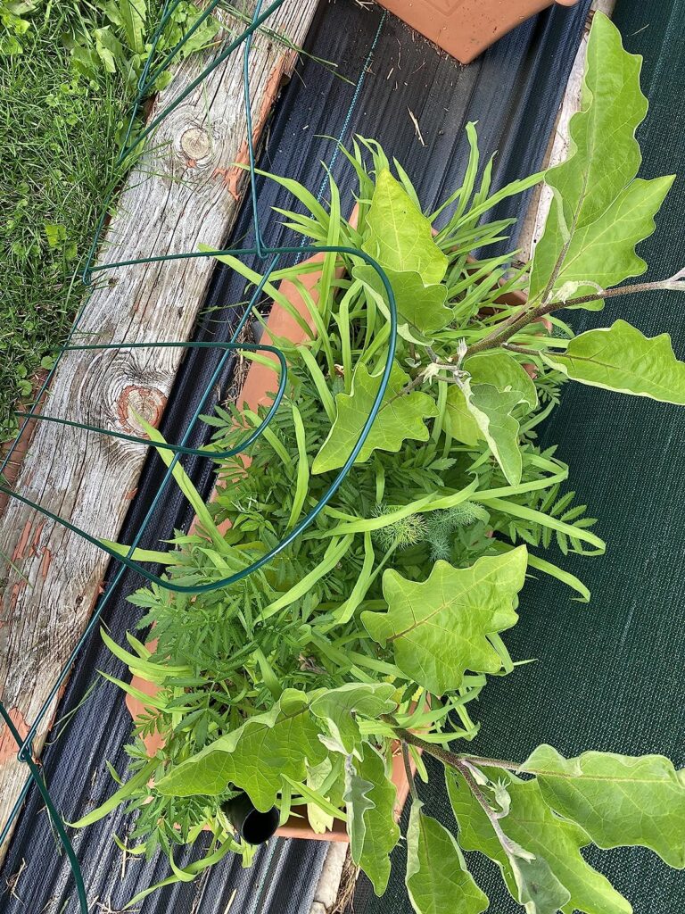 EZ Straw Seeding Mulch With Tack Biodegradable Organic Processed