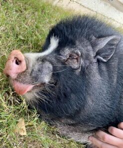 Zesty Paws Calming Chews for Dogs Composure & Relaxation for Everyday Stress & Separation Advanced Melatonin 90 Count Turkey - Melatonin 90 Count (Pack of 1) 38 91GJ5 YQ85L