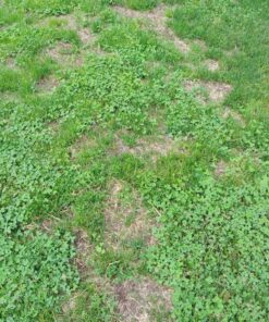 Jonathan Green (10970) Black Beauty Heavy Traffic Grass Seed - Cool Season Lawn Seed (3 lb) 3 lb 26 91GU4ovNk7L