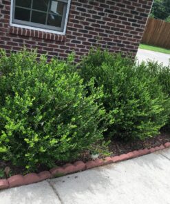 Greenworks 2.7 Amp 18" Corded Electric Hedge Trimmer 18" Corded Hedge Trimmer 30 91GXo FWVJL